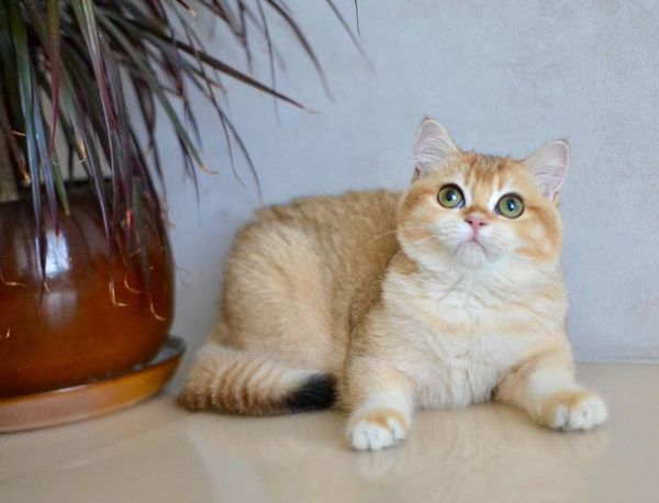 British Shorthair