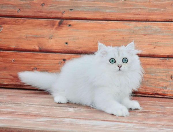 British Longhair