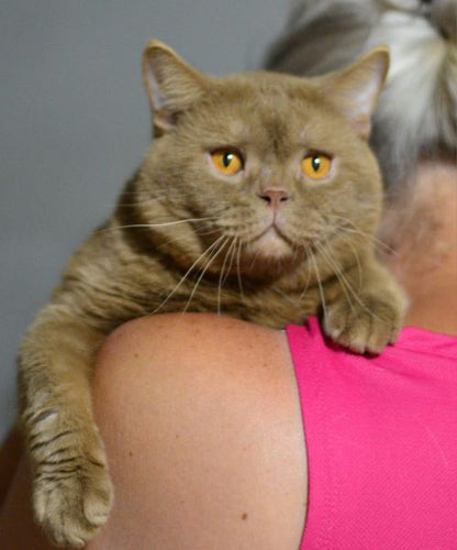 British Shorthair