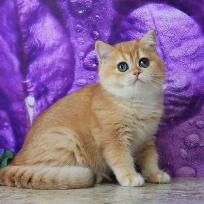 British Shorthair