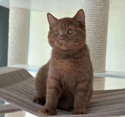 British Shorthair