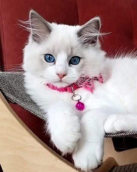 Ragdoll