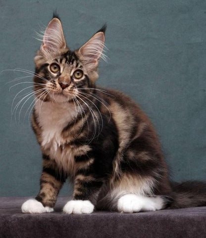 Maine Coon