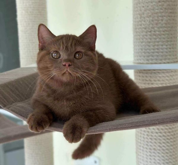 British Shorthair