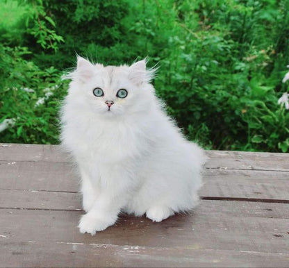 British Longhair