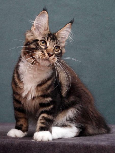 Maine Coon