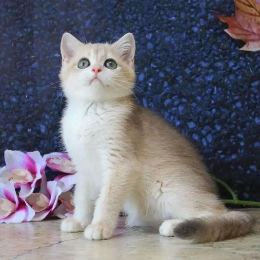 British Shorthair