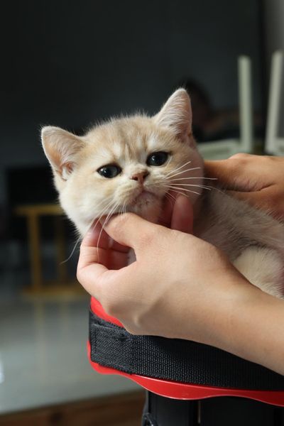 British Shorthair