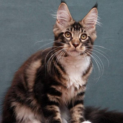 Maine Coon