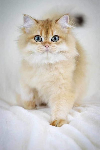 British Longhair