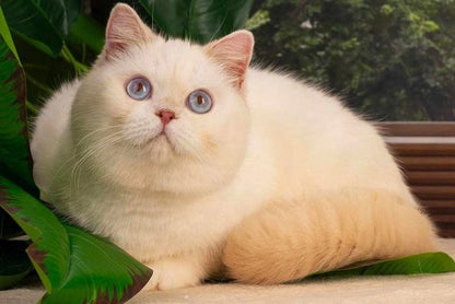 British Shorthair