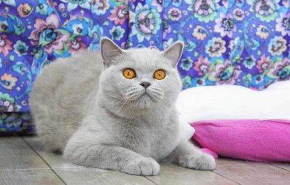 British Shorthair