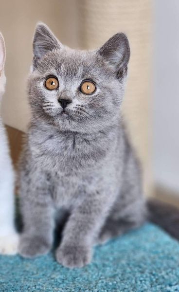 British Shorthair