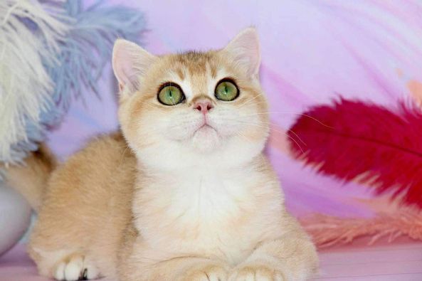 British Shorthair