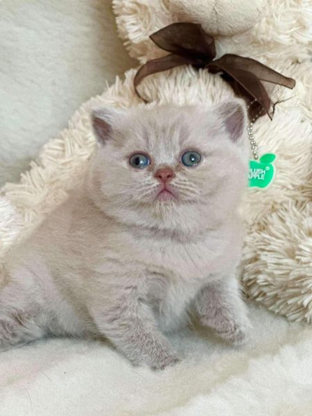 British Shorthair