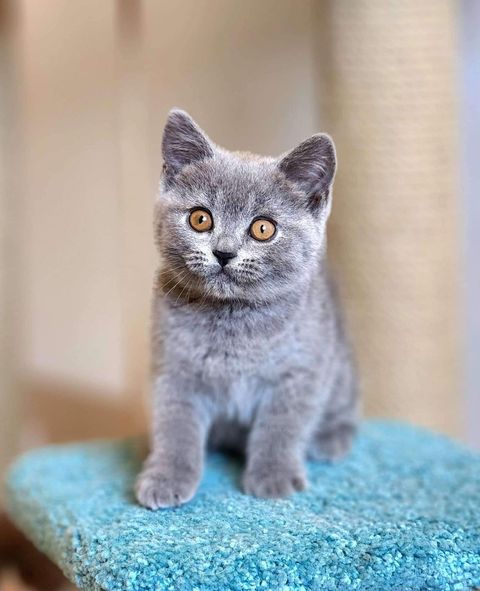 British Shorthair