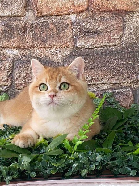 British Shorthair