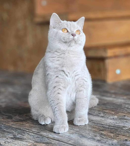 British Shorthair