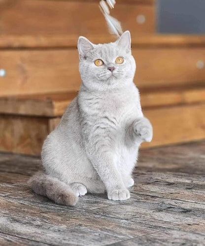 British Shorthair