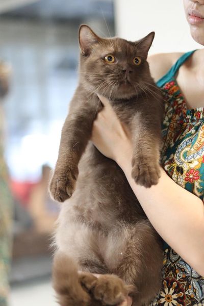 British Shorthair