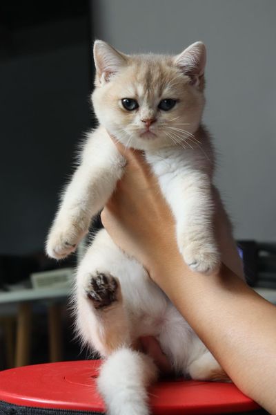 British Shorthair