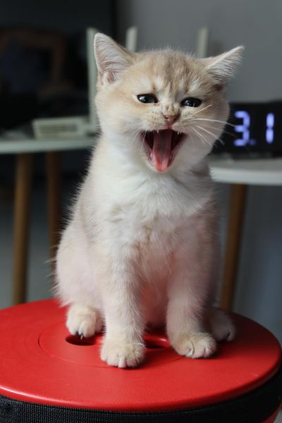 British Shorthair