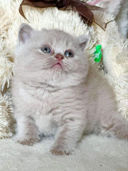 British Shorthair