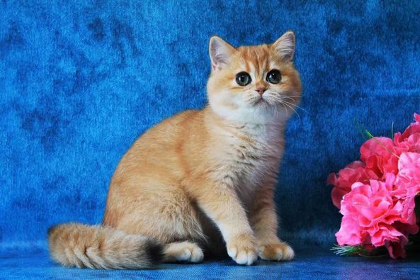 British Shorthair