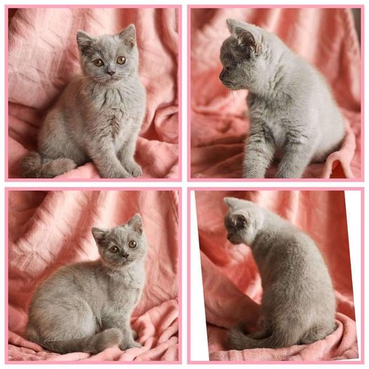 British Shorthair