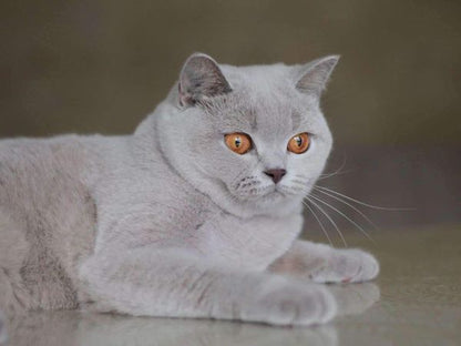 British Shorthair