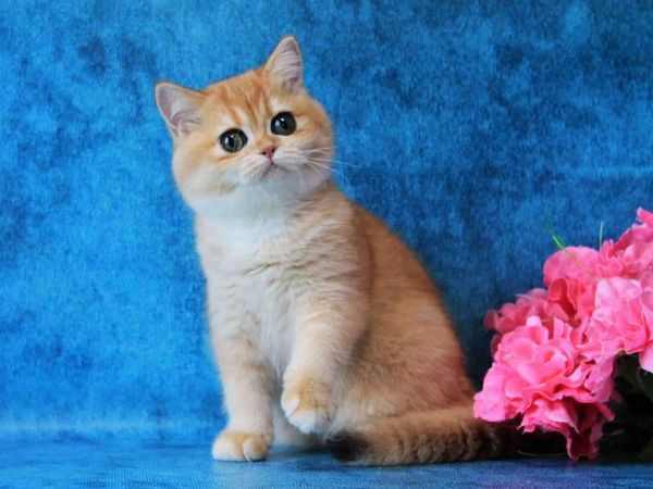 British Shorthair