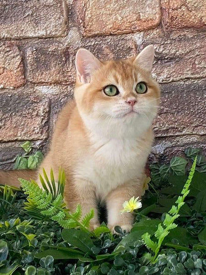 British Shorthair