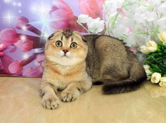 Scottish Fold