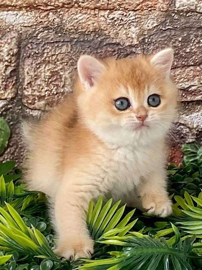 British Shorthair