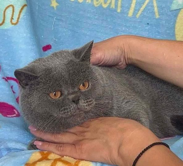 British Shorthair