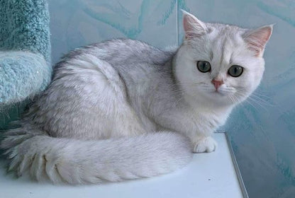 British Shorthair