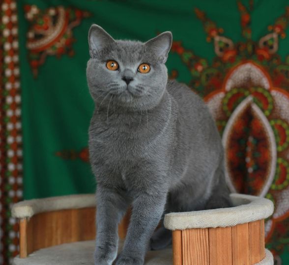 British Shorthair