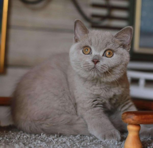 British Shorthair