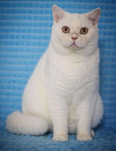 British Shorthair