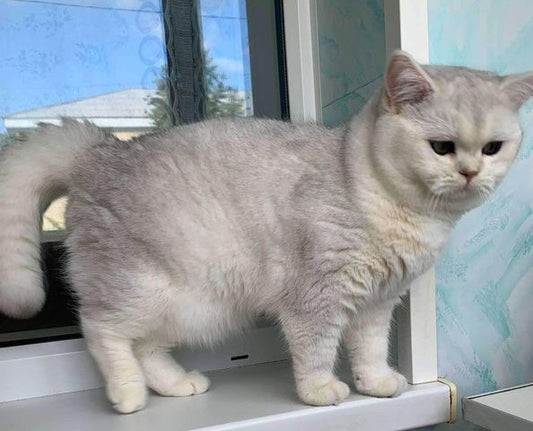 British Shorthair