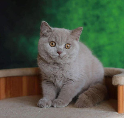 British Shorthair