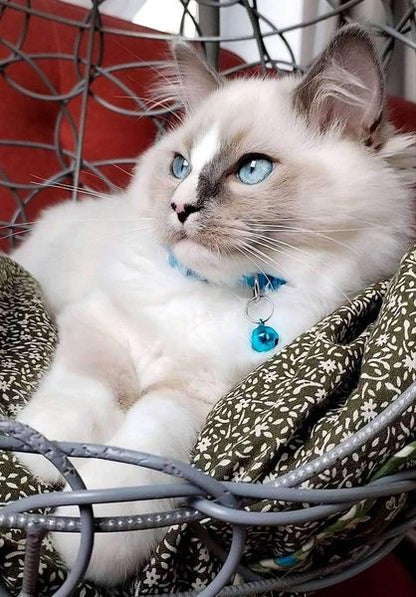 Ragdoll