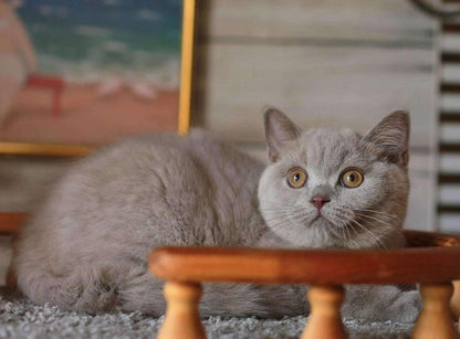 British Shorthair