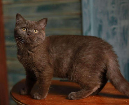 British Shorthair