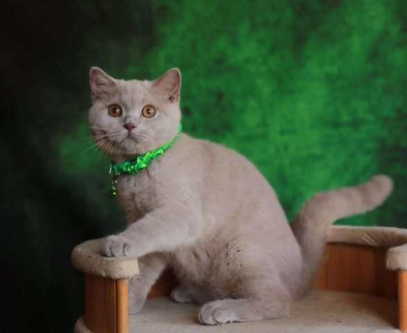 British Shorthair