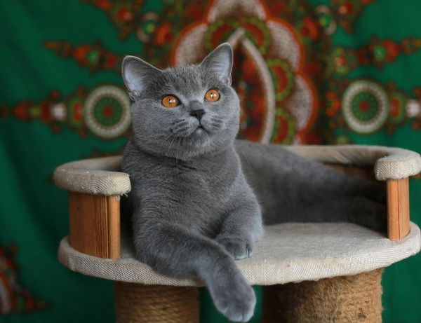 British Shorthair