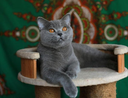 British Shorthair