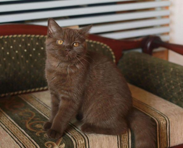 British Shorthair