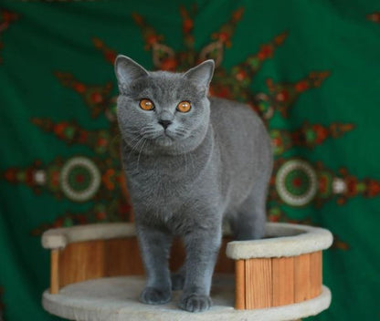 British Shorthair