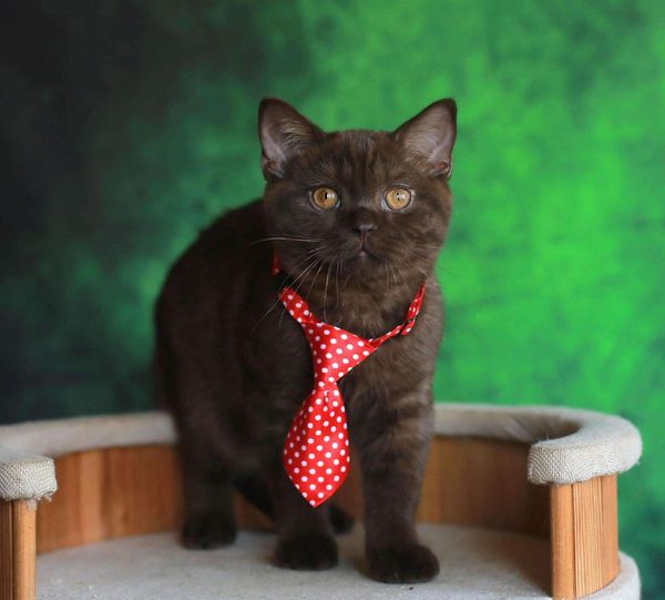 British Shorthair